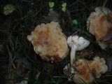 Rhodocollybia maculata image