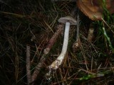 Cortinarius anomalus image