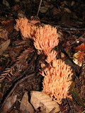 Ramaria araiospora image