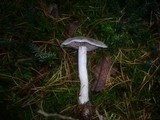 Cortinarius anomalus image