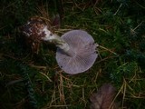 Cortinarius anomalus image