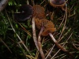 Cortinarius praestigiosus image