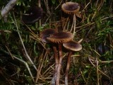 Cortinarius praestigiosus image