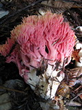 Ramaria araiospora image