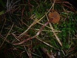 Cortinarius praestigiosus image