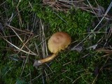 Cortinarius croceus image