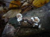 Crepidotus variabilis image