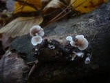 Crepidotus variabilis image