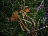 Galerina pumila image