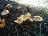 Hygrophoropsis aurantiaca image