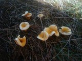 Hygrophoropsis aurantiaca image