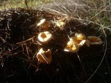 Hygrophoropsis aurantiaca image