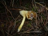 Hygrophorus hypothejus image