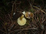 Hygrophorus hypothejus image