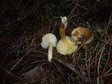 Hygrophorus hypothejus image