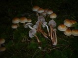 Hypholoma capnoides image