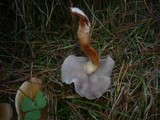 Hypholoma capnoides image