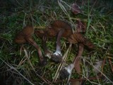 Inocybe assimilata image