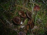 Inocybe assimilata image