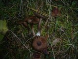 Inocybe assimilata image