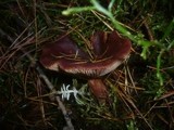 Lactarius rufus image