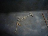 Mycena cinerella image