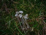 Mycena cinerella image