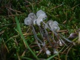 Mycena cinerella image