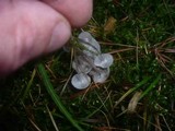 Mycena cinerella image