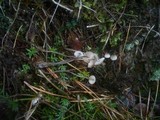 Mycena mirata image