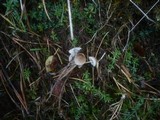 Mycena mirata image