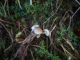 Mycena mirata image