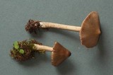 Nolanea verna var. isodiametrica image