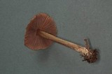 Nolanea verna var. isodiametrica image