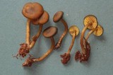 Callistosporium luteo-olivaceum image