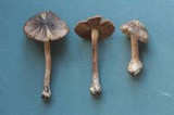Inocybe assimilata image