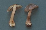 Inocybe assimilata image