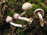 Inocybe lilacina image