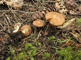 Inocybe fuscidula image