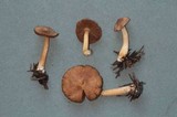 Inocybe fuscidula image