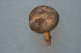 Phylloporus rhodoxanthus image