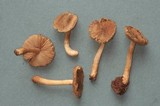 Inocybe subcarpta image