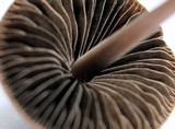 Panaeolus subbalteatus image