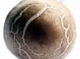 Panaeolus subbalteatus image