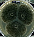 Aspergillus carbonarius image