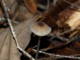 Mycena galopus var. galopus image