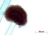 Aspergillus carbonarius image