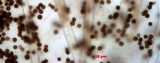 Aspergillus carbonarius image