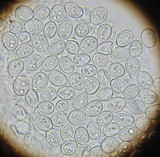 Conocybe romagnesii image