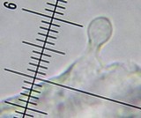 Conocybe romagnesii image